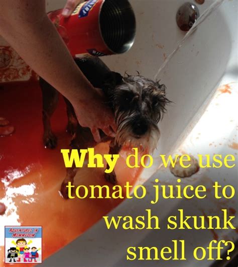 Why does tomato juice get rid of skunk smell?