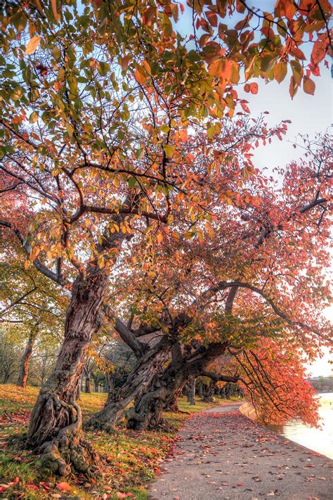 4k00.09red autumn foliage of cherry tree on blue sky background. Autumn in Washington DC