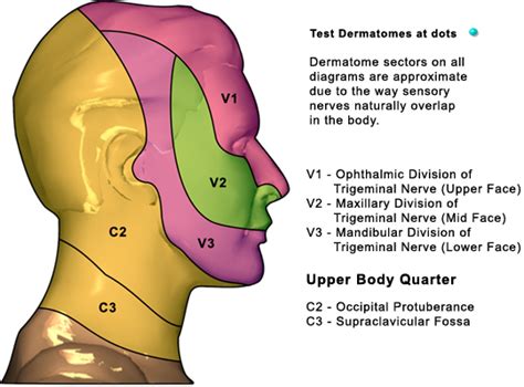 Head And Neck Dermatome Map Qxmd