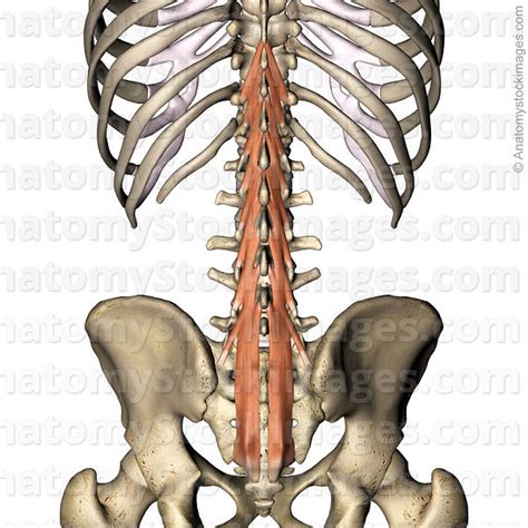 Anatomy Stock Images Spine Musculus Multifidus Muscle Back View Skin