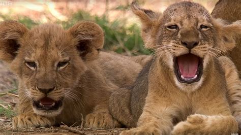 Cute Lion Cubs Only 6 Weeks Old This Wild Life Bbc Youtube