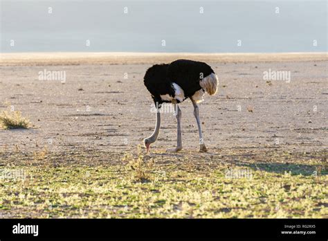 Scared Ostrich Burying Its Head In Sand Concept Adventure Stock Photo