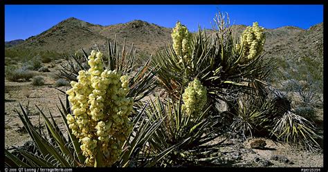 Panoramic Picturephoto Desert With Yucca In Bloom Joshua Tree