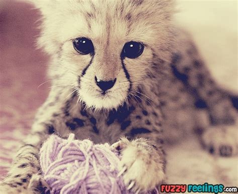 Cheetah Kitten Wildlife Pinterest
