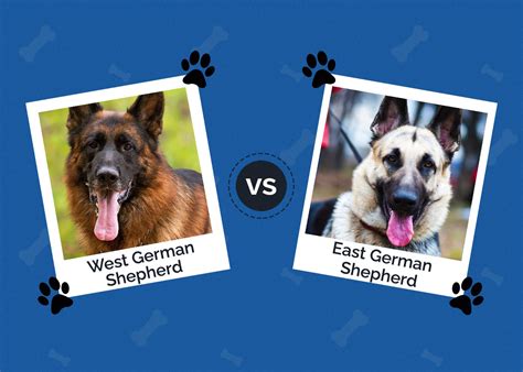Western Vs Eastern German Shepherd Main Differences With Pictures Hepper