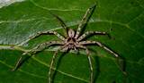 These spiders, which vary in coloration but are usually brown, are sometimes mistaken for the much more dangerous brown recluse. Huntsman Spider - Facts, Bite & Habitat Information