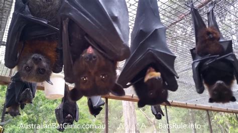 Australian Rescued Bats Rehab Bat Megabat Flying Fox Fruit Bat