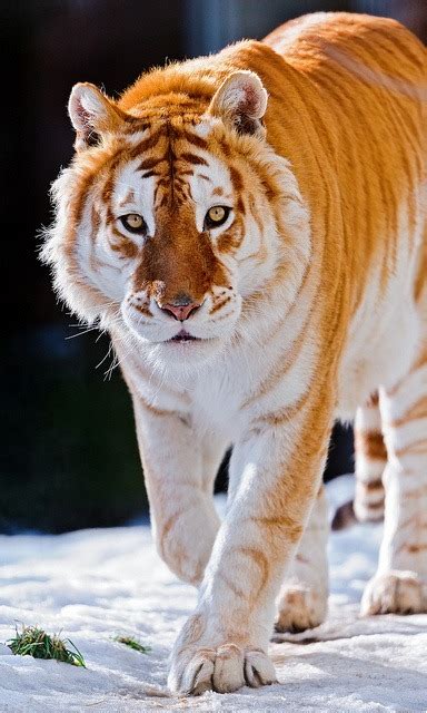 Golden Tiger On Tumblr