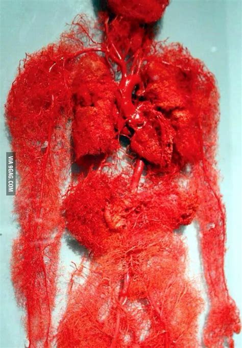 Arteries carry blood away from the heart to other organs. The blood vessels in our body - 9GAG