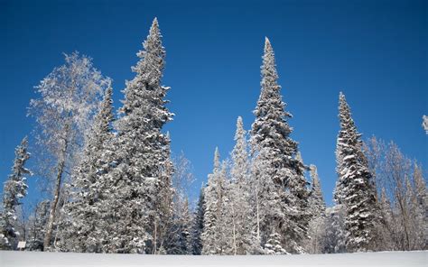 Wallpaper Trees Snow Winter Branch Ice Frost Spruce Christmas