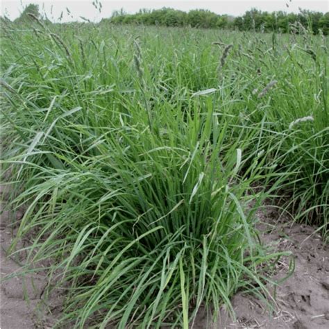 Extend Orchardgrass Great Basin Seeds Native Seed Forage Seed