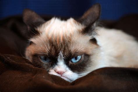 Grumpy Cat Wallpapers Top Free Grumpy Cat Backgrounds Wallpaperaccess