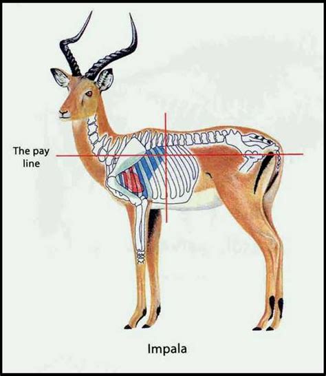 African Game Animal Anatomy