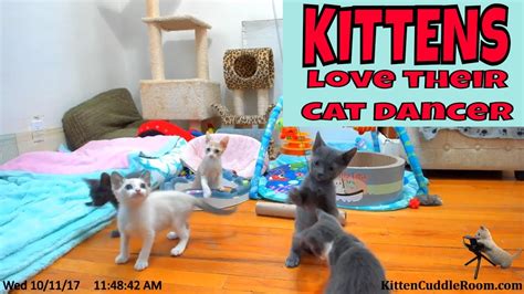 Kittens Playing With One Of Their Favorite Toys The Cat Dancer In The Kitten Cuddle Room Youtube