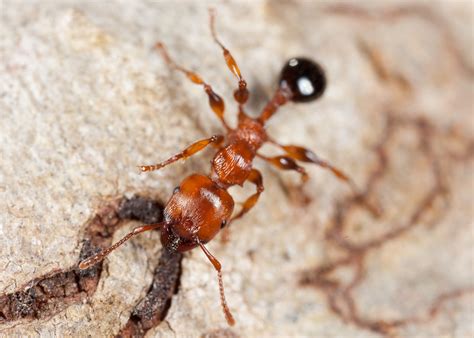 Muscleman Tree Ant Podomyrma Gratiosa Apparently Their B Flickr