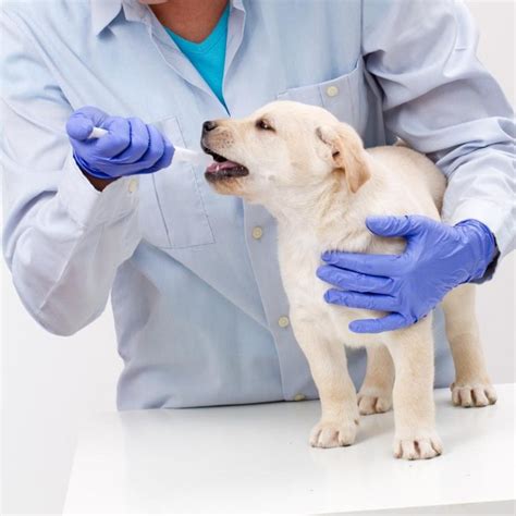 If your pet is exhibiting a common reaction, your vet may be able to determine the allergen without a lengthy investigation. Veterinary Allergy Testing in Longwood, FL | River Oaks ...