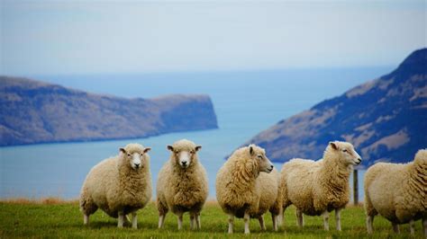 A Flock Of Sheep 17324129 Stock Photo At Vecteezy