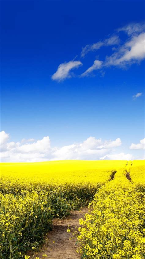 Blue Sky Canola Flower Garden Iphone 8 Wallpapers Free Download