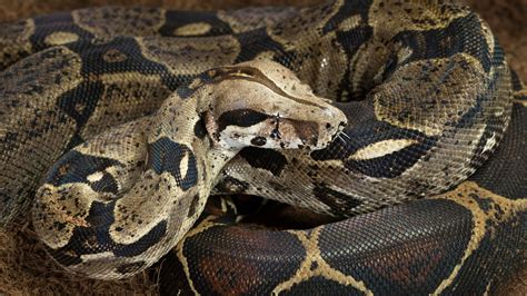 Six Foot Boa Constrictor On The Loose In Essex Offbeat News Sky News