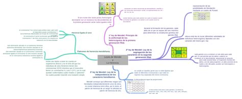 Leyes De Mendel Y La Herencia Coggle Diagram