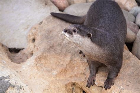Otter Encounter: How to Have an Unforgettable Experience with Otters