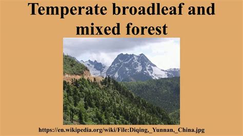 Temperate Broadleaf And Mixed Forest Youtube
