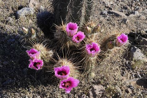 Free Picture Ping Purple Flowering Barrel Cactus Sonoran Desert