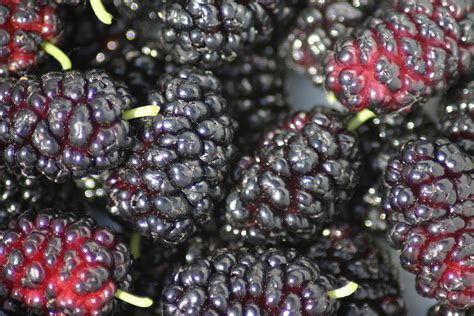 Mulberry Edible Fruitare Health Benefits Mulberries Vs Blackberries