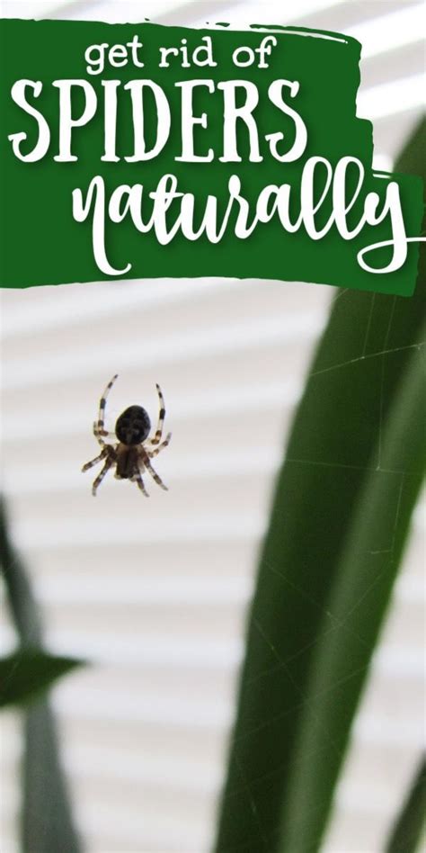 How To Keep Spiders Away From Your House Keep Spiders Away Natural