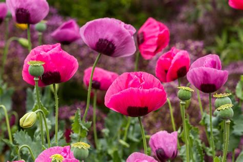 Fast Growing Flowers To Plant Now For A Colourful Garden In Summer