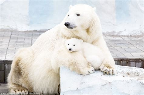 Heartwarming Love In The Freezing Cold A Polar Bear Mother Cuddles Up