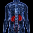 Human kidneys | My Nutrition Clinic