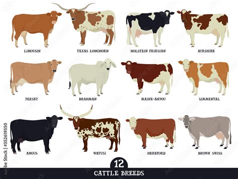 Set Of Twelve Popular Cattle Breeds Flat Vector Illustrations Isolated Objects Cattle Breeding
