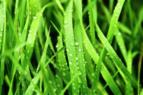 Wet Grass With Water Droplets After The Rain Photograph By Radu Rad