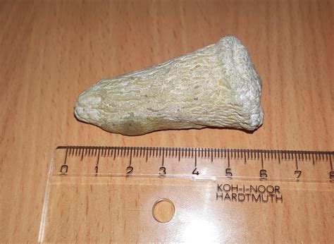 Who Can It Belong To Fossil Tooth Earth Science Stack Exchange