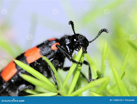 Maycintadamayantixibb Red And Black Beetle Looking Bug