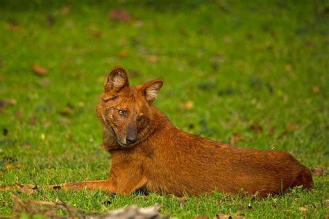 18 Wild Animals In Myanmar Wildlife In Myanmar Kevmrc