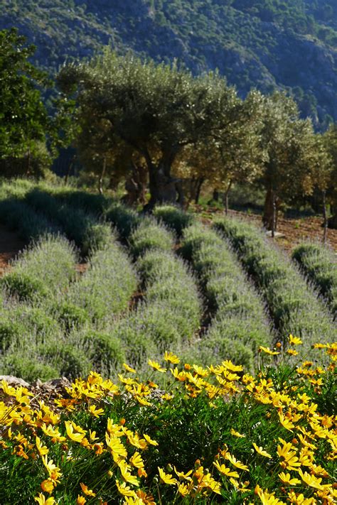 Hillsdale lavender's oasis provides a peaceful rural setting of holistic wandering. Lavender contours wrapping around the hillside. | Lavender ...