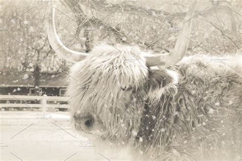 Scottish Highland In The Snow Hereford Cows Scottish Highland Cow