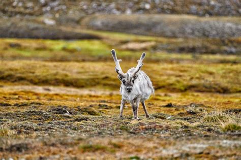 Travel4pictures Svalbard Reindeer Ii 06 2018