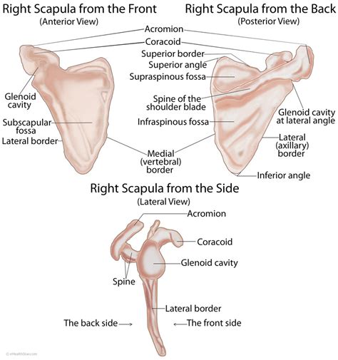 The upper trapezius connects to the occipital bone and the acromion process of the shoulder blade. Scapula (Shoulder Blade) Anatomy, Muscles, Location, Function | eHealthStar