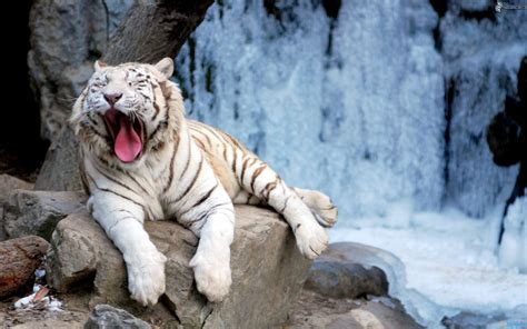 Por qué está en Peligro de Extinción el Tigre Blanco Postposmo