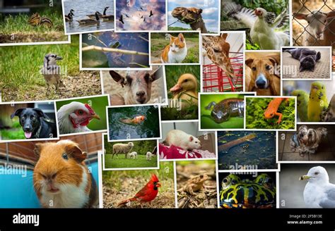 Large Collage Including Pets Zoo Wildlife And Farm Animals Stock Photo