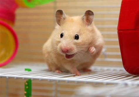 13 Ways To Tell If Your Hamster Is Happy Pocket Sized Pets