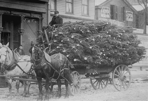 Origins And History Of Christmas Trees The Adirondack Almanack