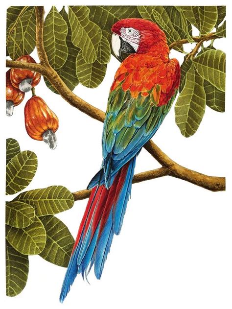 Arara Vermelha Marcellus Nishimoto In 2021 Parrots Art Bird Art