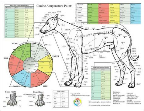 Pin By Stephaney On Doggie Stuff Acupuncture Charts Acupuncture