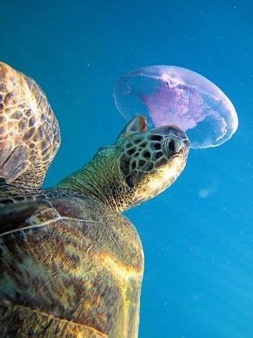 Loggerhead Sea Turtle Eating Jellyfish