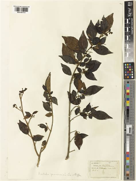Mallotus Yunnanensis Pax And Khoffm Plants Of The World Online Kew