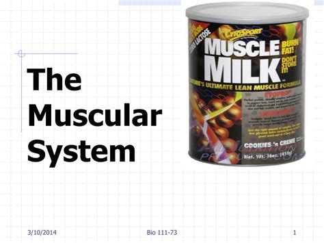 Ppt The Muscular System Powerpoint Presentation Free Download Id58800